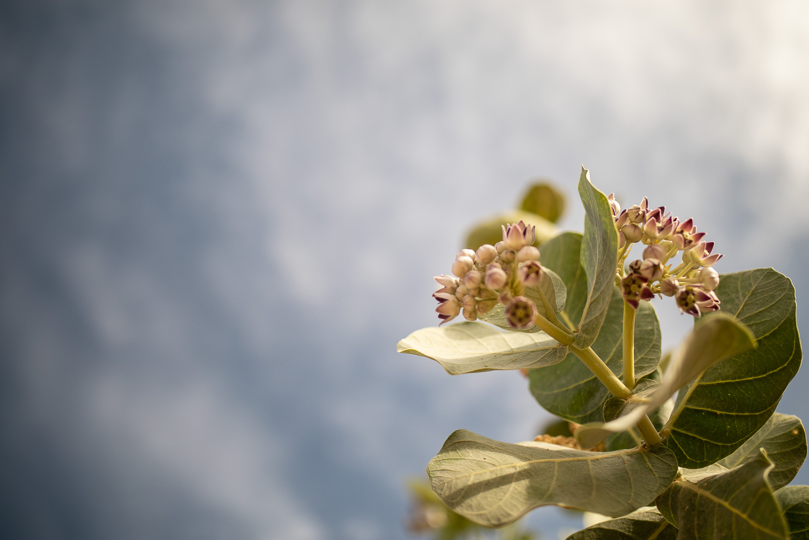 Human & Nature  outoftime 22